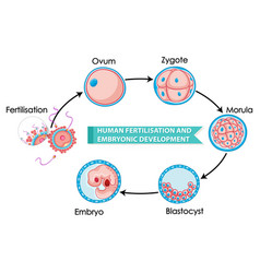 Embryo development image Royalty Free Vector Image