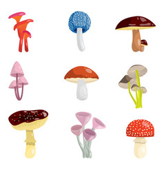 Set Of Different Types Mushrooms Poisonous