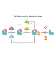 Cdk Activation Pathway