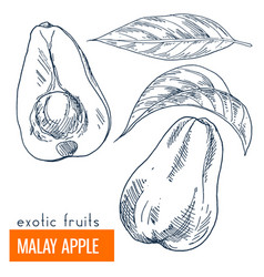 Malay Apple Hand Drawn