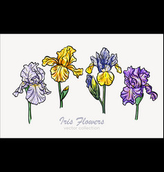 Set Of Iris Flower