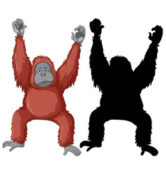 Orangutan Characters And Its Silhouette On White