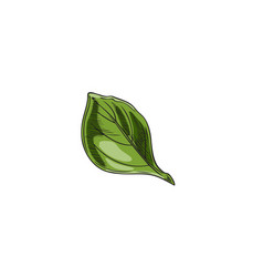 Hand Drawn Green Oregano Leaf Closeup Sketch Style