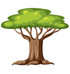 An Isolated Tree Cartoon