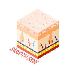 Smooth Skin Diagram Composition