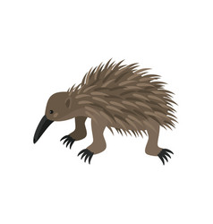 Cute Echidna On White Background