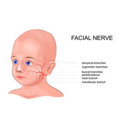 Schematic Anatomy Of The Facial Nerve