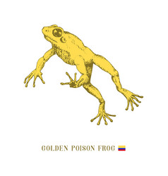 Golden Poison Frog In Jump Toad Sketch