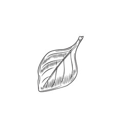 Hand Drawn Monochrome Oregano Leaf Closeup Sketch