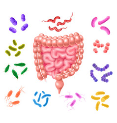 Human Colon Bacterial Flora Set