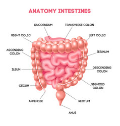 Human Colon Diagram