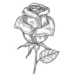 Rose On Stem Blooming Flower Sketch Botany