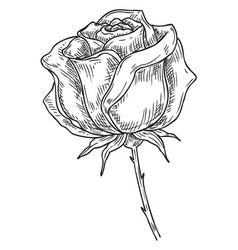 Flower Sketch Hand Drawn Rose Botanical