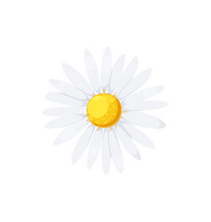 Chamomile Flower With White Petals Yellow Center