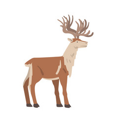 Reindeer polar arctic animal Royalty Free Vector Image