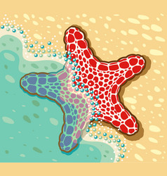 Sea Star Lying Near The Sea On