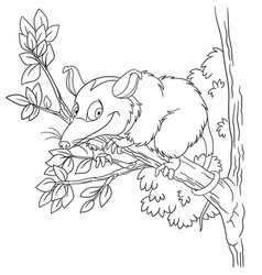 Opossum Coloring Page For Kids