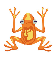 Orange Frog Exotic Animal