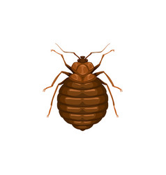 Bedbug Icon Insect Parasite Bed Bug Pest Control