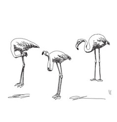 Hand Drawn Bird Flamingo