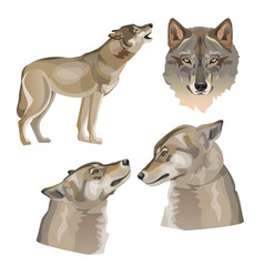 Set Gray Wolves