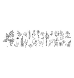 Set Of Tiny Wild Flowers And Plant Line Art