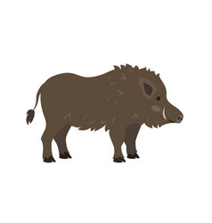 Cute Boar On White Background