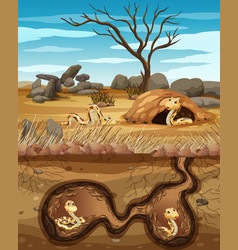 Underground Animal Hole With Many Snakes