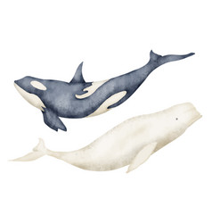 Big Whale And Beluga Hand Drawn Watercolor