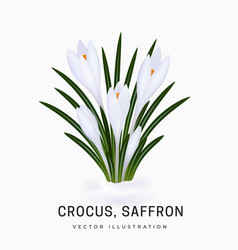 Crocus Sativus White Saffron Flower Bush