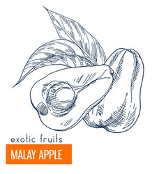 Malay Apple Hand Drawn