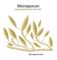 Microsporum Under Microscope Microscopic Fungi