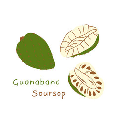 Flat Style Soursop Fruit Isolated