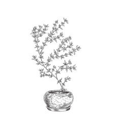 Hand Drawn Monochrome Blooming Thyme In Round Pot