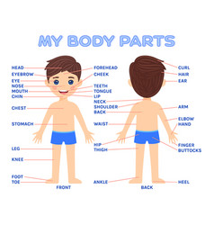 Poster cartoon boy and my body parts front back Vector Image