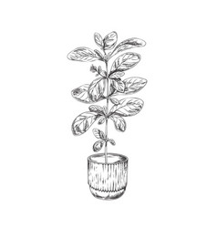 Marjoram Aromatic Herb In Flowerpot Hand Drawn