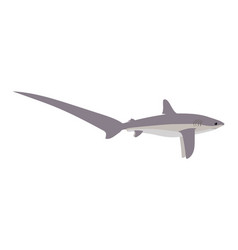 Alopias Pelagicus - Pelagic Thresher Shark - Side