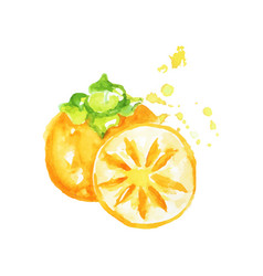 Juicy Ripe Persimmon Fruit Watercolor Hand