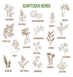 Adaptogen Herbs Hand Drawn Set Of Medicinal