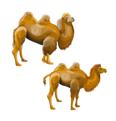 Bactrian Camel Set