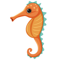 Orange Seahorse On White Background