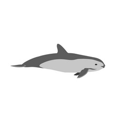 Phocoena Sinus - Vaquita - Side View - Flat