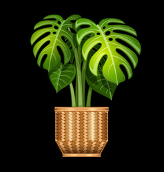 Swiss Cheese Plant In Basket Realistic Cartoon