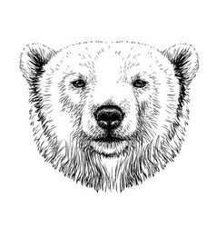 Polar Bear Graphic Portrait Of A Polar Bear