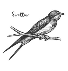 Sketch Swallow Bird Or Martins Martlet