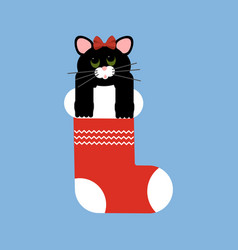 Cat In Christmas Stocking