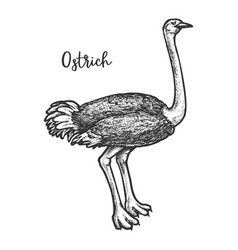 Sketch Common Somali Asian Ostrich