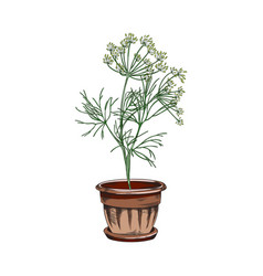 Dill Edible Cooking Plant Growing In Pot Sketch