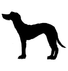 Deerhound