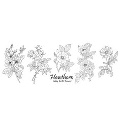 Set Of Hawthorn May Birth Month Flower Line Art